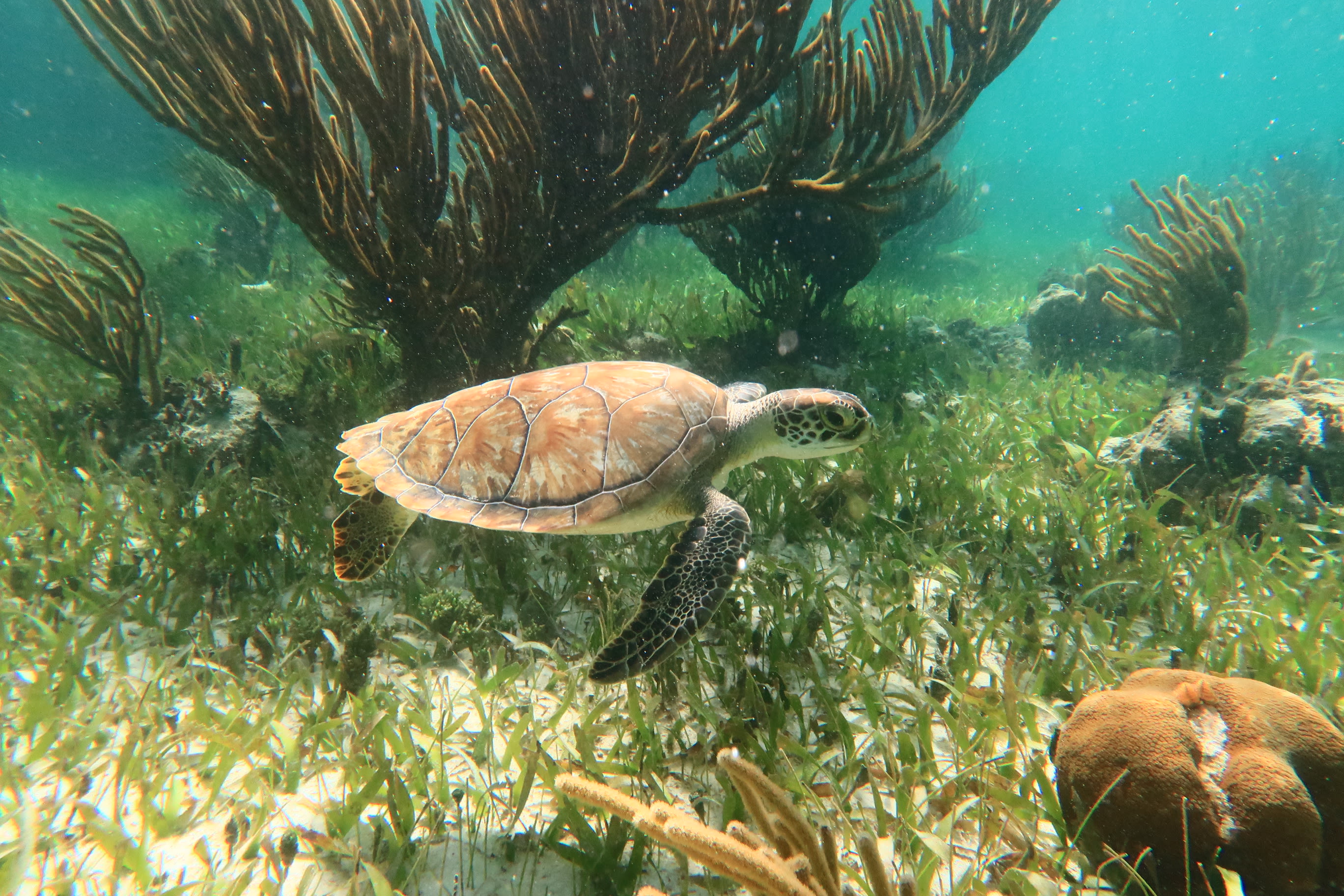 Akumal Turtle Snorkeling Tour from Cancún | Swim with Wild Sea Turtles — Aleman Travel Agency