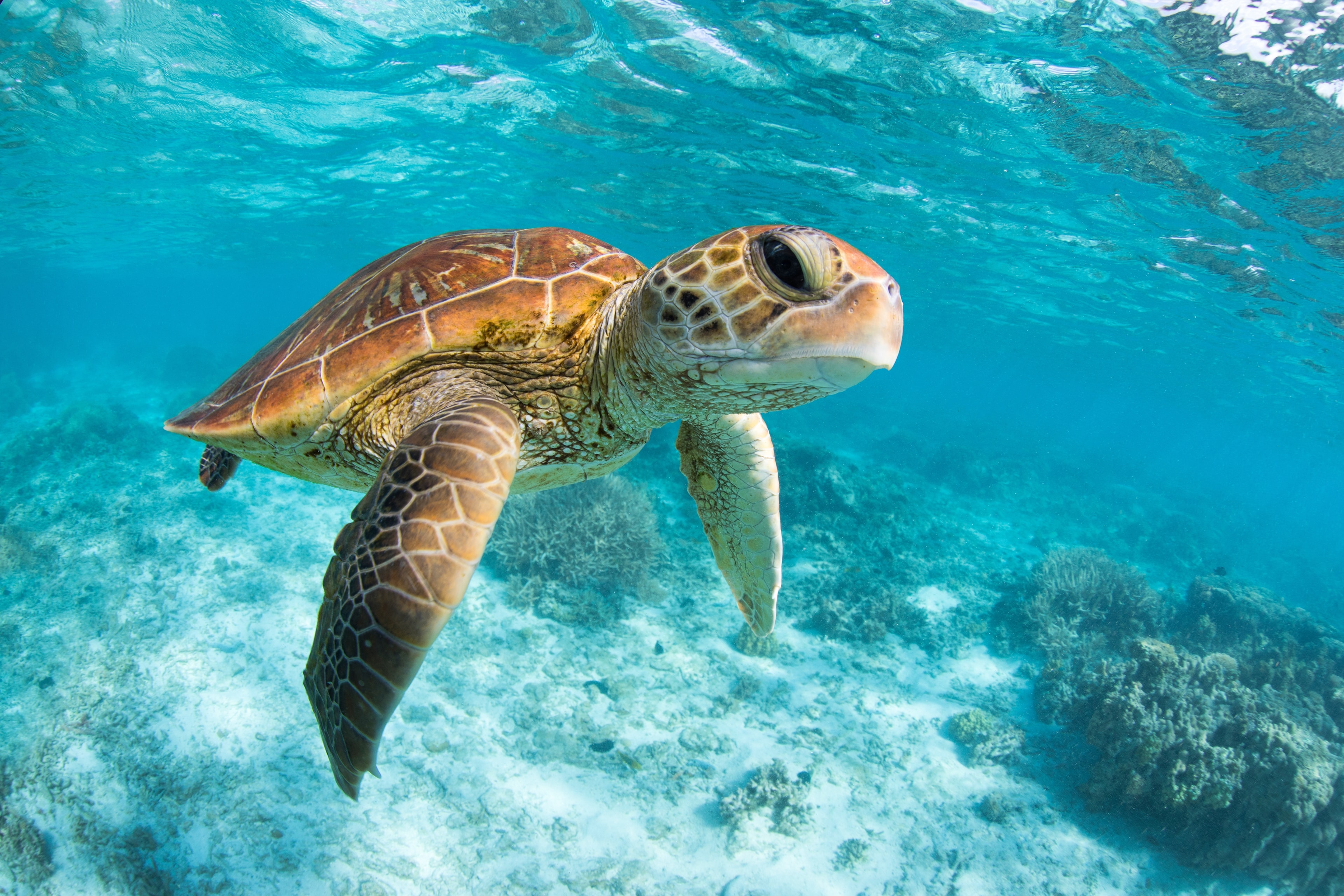 Wild sea turtle swimming gracefully over a coral reef in the Caribbean