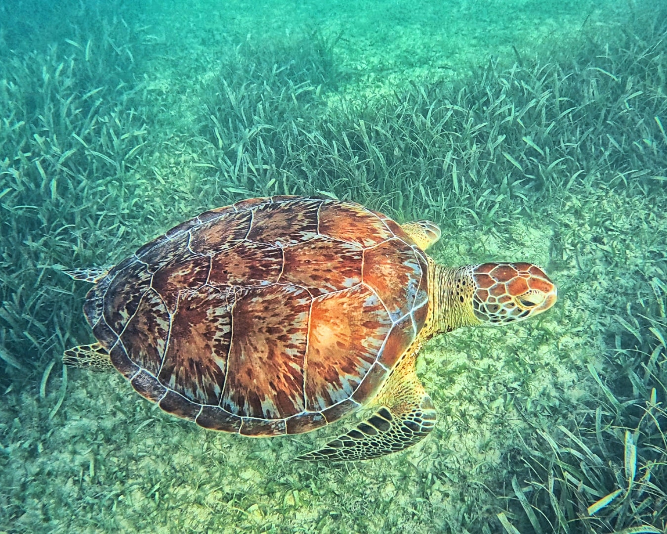 Close-up of a sea turtle gliding through crystal-clear turquoise water